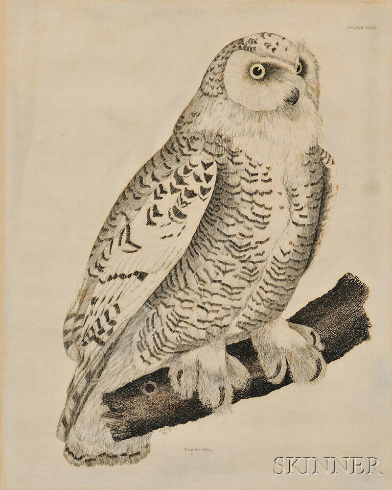 Appraisal: Prideaux John Selby - Snowy Owl Plate XXIII from Illustrations