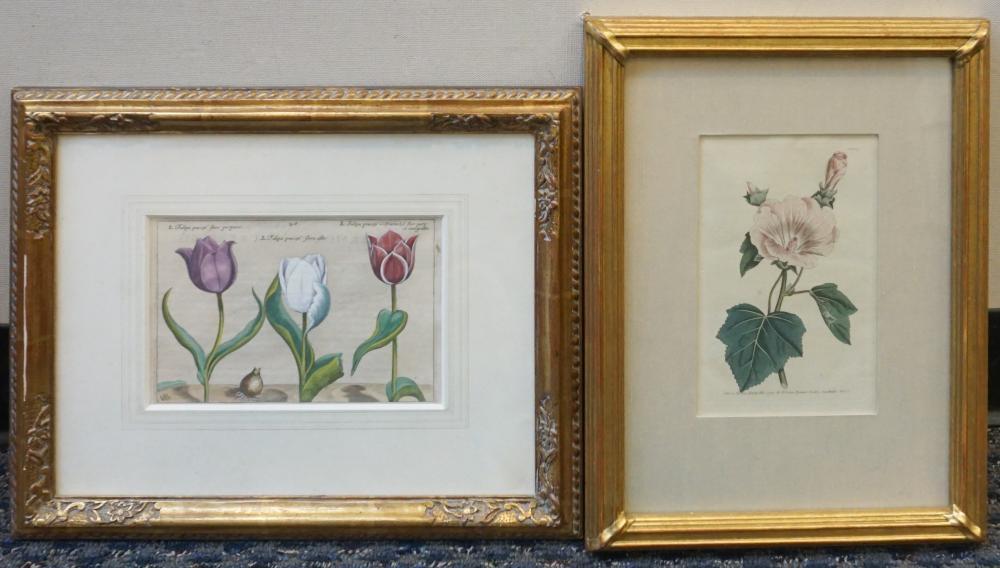 Appraisal: Hand Colored Engraving of Tulips and a Hand Colored Botanical