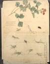 Appraisal: JAPANESE WATERCOLORS - Kanji of birds and insects including Owl