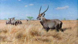 Appraisal: Waterbuck by Friedrich Wilhelm Kuhnert Friedrich Wilhelm Kuhnert - oil