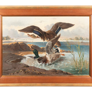 Appraisal: Friedrich Carl von Scheidlin Austrian - Ducks Oil on Canvas