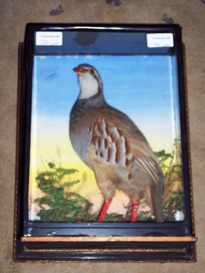 Appraisal: A taxidermy case containing a red legged partridge cm wide