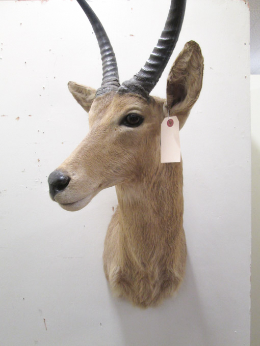 Appraisal: TAXIDERMY MOUNT Common Reedbuck antelope head shoulder mount with horns