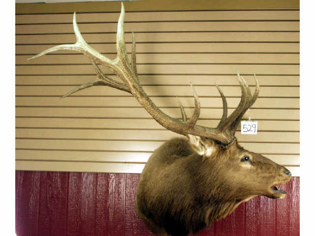 Appraisal: Great shoulder mount trophy Elk Estimate -