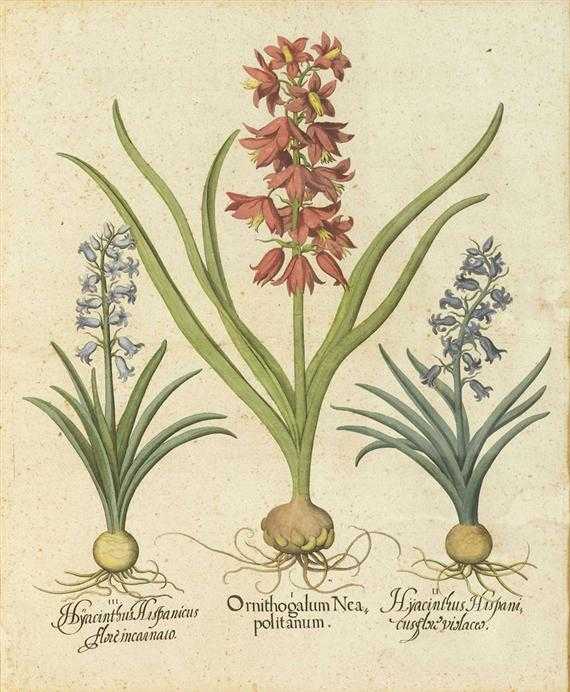 Appraisal: BOTANY -Besler Basilius circa after I Ornithogalum Neaplitanum II Hyacinthus