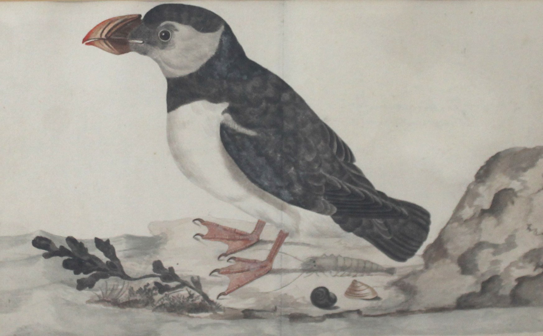 Appraisal: English School circa Puffin watercolour cm x cm Illustrated