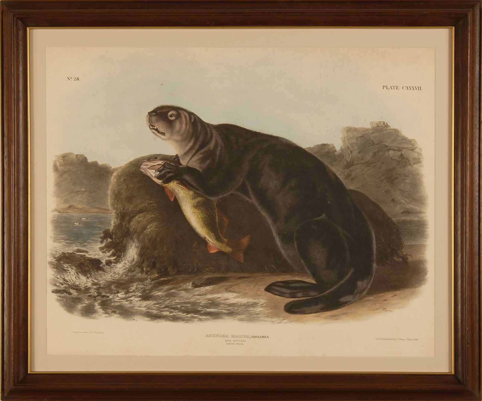 Appraisal: FRAMED AUDUBON ELEPHANT FOLIO ENHYDRA MARINA''''Sea Otter Young Male ''