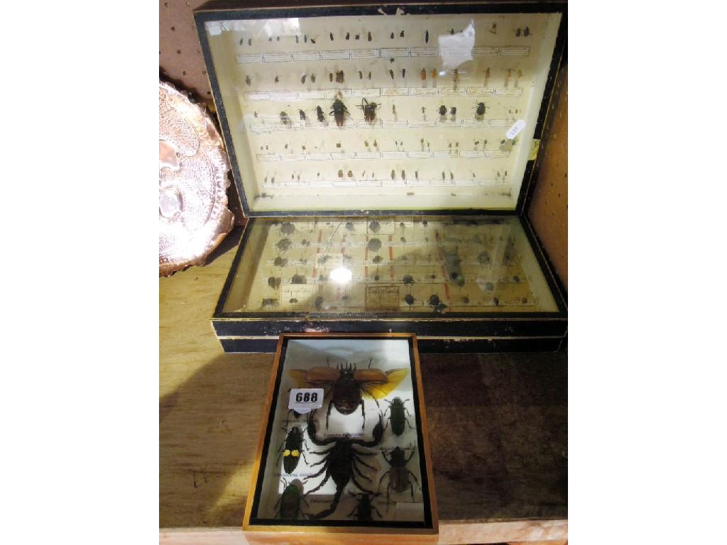 Appraisal: Two glazed display cabinets of beetle specimens a further smaller