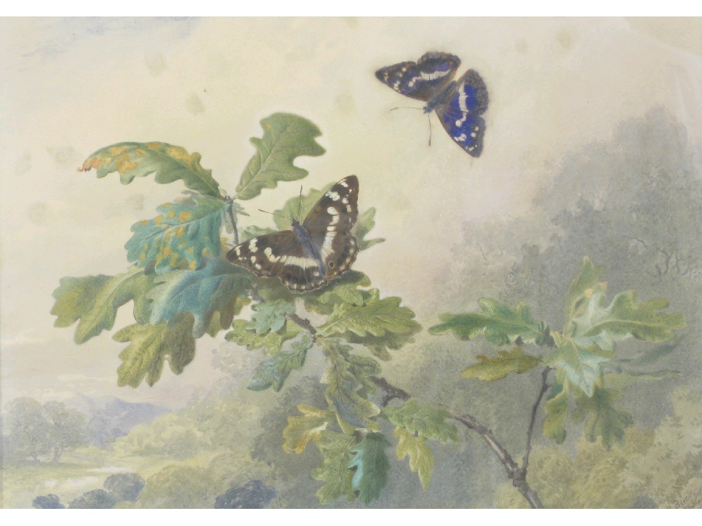 Appraisal: WILLIAM BUCK fl mid th Century Purple Emperor Butterflies on