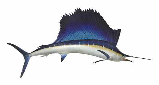 Appraisal: A Taxidermy Sailfish Mount Width inches