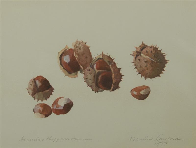 Appraisal: VALENTINE LAWFORD AESCULUS HIPPOCASTRANUM Watercolor on paper signed 'Valentine Lawford'