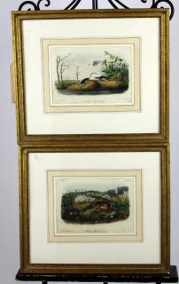 Appraisal: Lot of JW Audubon book plates Lot of JW Audubon