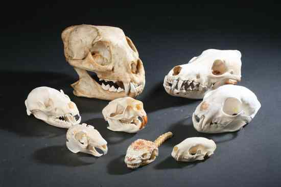 Appraisal: COLLECTION EIGHT NORTH AMERICAN MAMMAL AND REPTILE SKULLS Including coyote