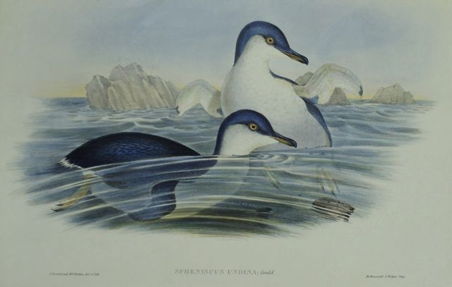 Appraisal: Fairy Penguin Spheniscus Undina