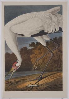 Appraisal: Audubon Amsterdam Edition lithographs Group of five colored lithographs -