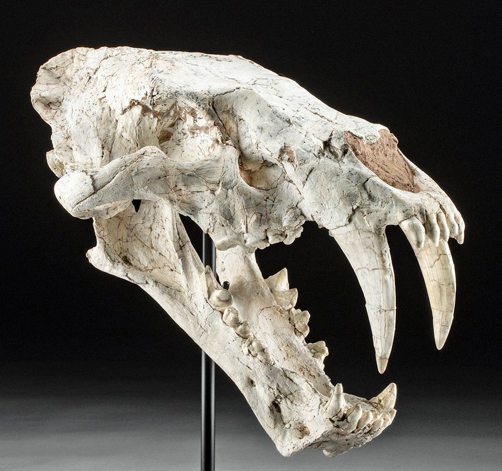 Appraisal: Rare Female Saber-tooth Machairodus Cat Skull Central Asia eastern Kazakhstan