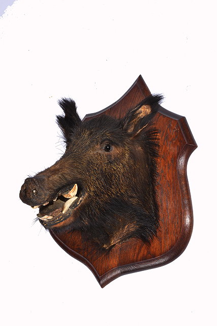 Appraisal: A TAXIDERMY BOAR'S HEAD mounted upon a shaped oak wall