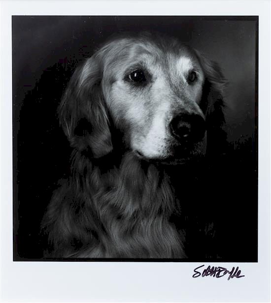 Appraisal: Two Photographs of Golden Retrievers Larger x inches Two Photographs