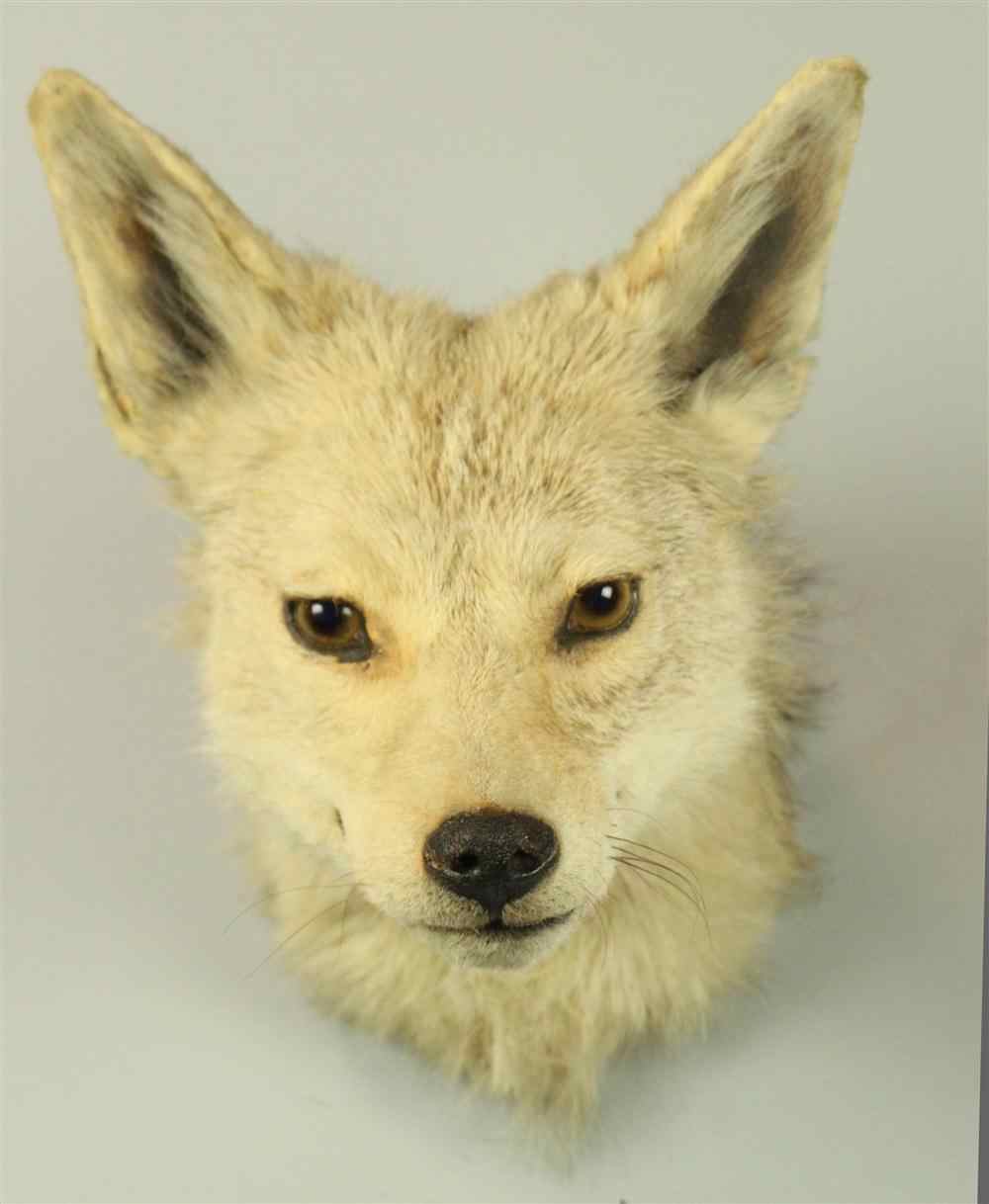 Appraisal: EAST AFRICAN JACKAL TAXIDERMY SHOULDER MOUNT JONAS BROS jackals mate