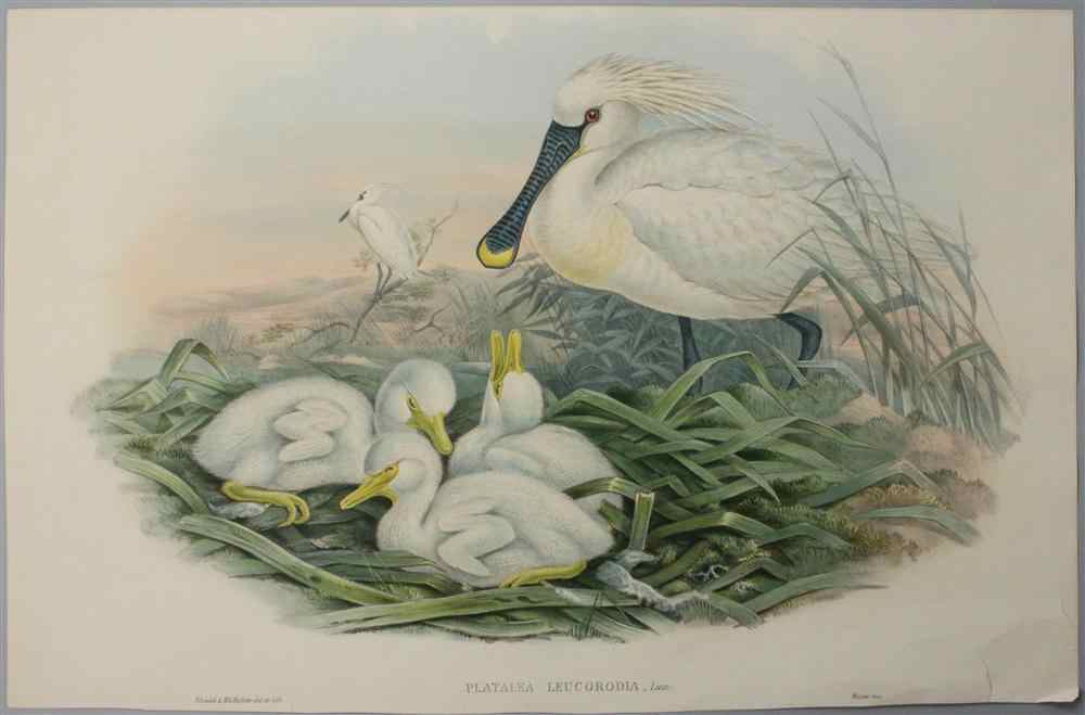 Appraisal: JOHN GOULD AND H RICHTER - FOUR WATER BIRDS Handcolored