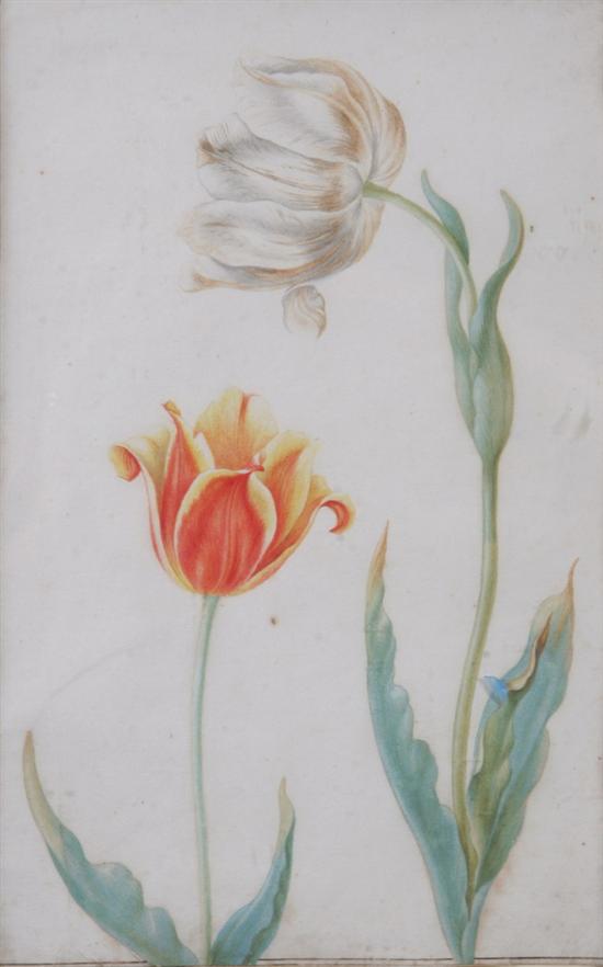 Appraisal: BOTANICAL WATERCOLOR OF AN ORANGE AND WHITE TULIP th century