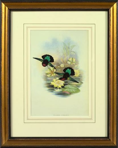 Appraisal: After John Gould British th Century Hummingbirds pair of offset