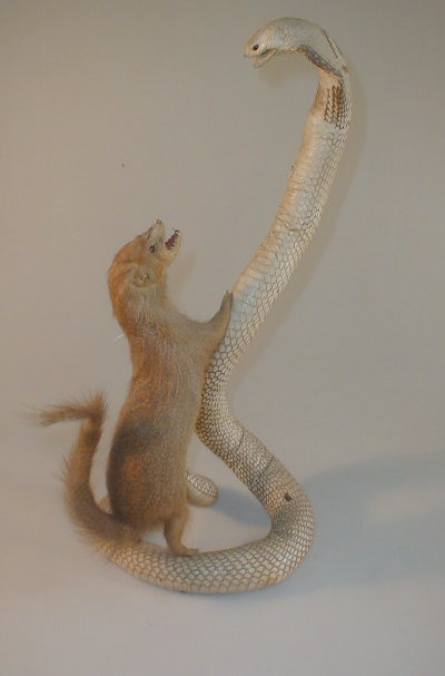 Appraisal: Taxidermy a mongoose attacking a King Cobra high