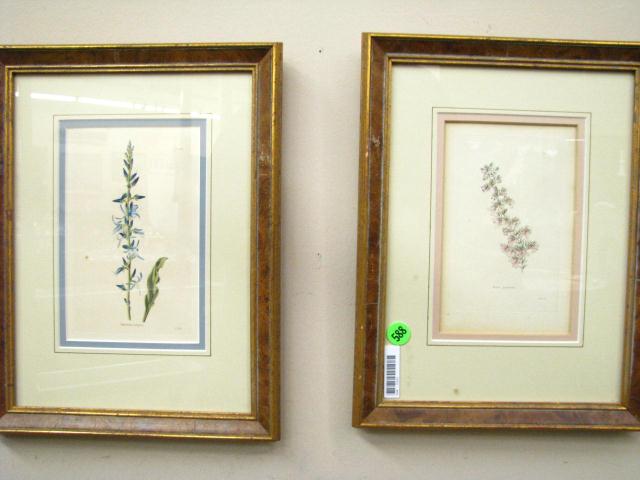 Appraisal: Group of Four Hand Colored Botanical Engravings visible image size