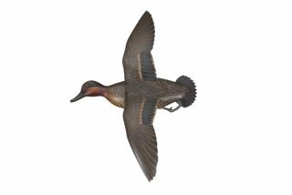 Appraisal: Flying Green-Winged Teal Drake A Elmer Crowell - East Harwich