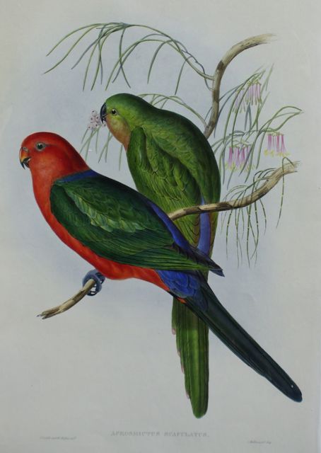 Appraisal: King Lory Aprosmictus Scapulatus