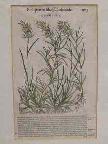 Appraisal: Prints Two th c Italian botanical hand coloured four botanical