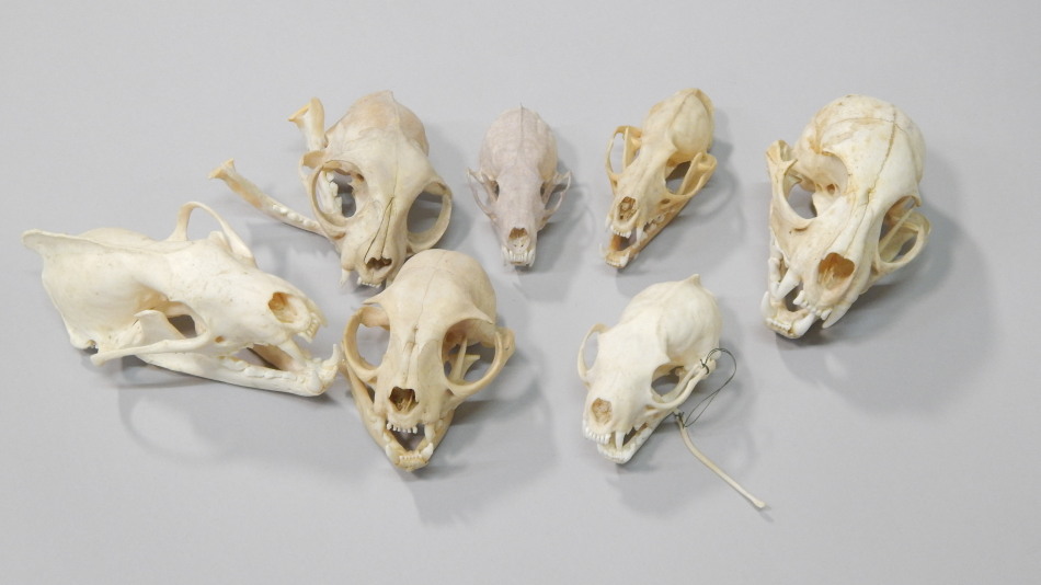 Appraisal: A collection of small cat skulls etc to include domestic