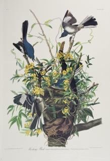 Appraisal: John James Audubon - Mocking Bird No Plate Amsterdam edition