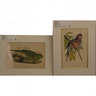 Appraisal: Chromolithographs of Parrots Chromolithographs of Parrots Image size x inches