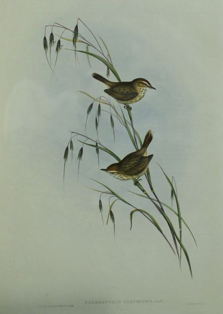 Appraisal: Field Reed-Lark Calamanthus Campestris