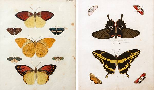 Appraisal: After Pierre Cramer Butterflies Engravings with handcoloring on laid paper