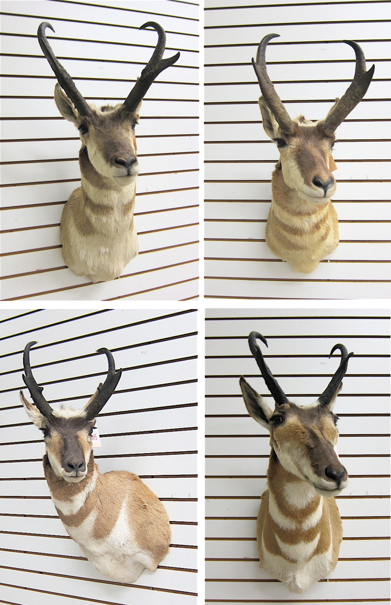 Appraisal: FOUR PRONGHORN ANTELOPE game trophy head mounts with horns taken