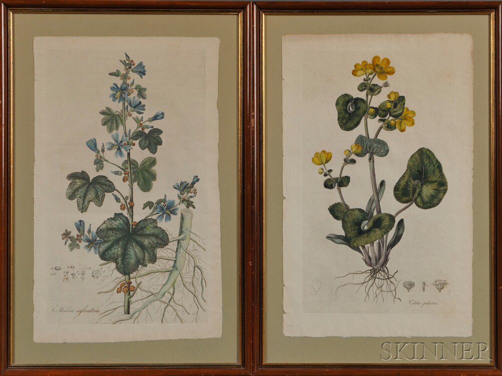 Appraisal: Botanical Prints Two Hand-colored Engravings from William Curtis's - Flora