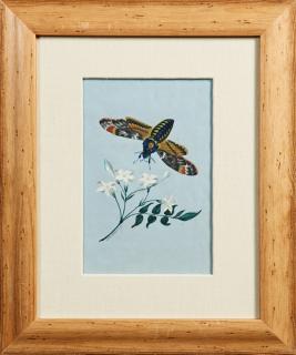 Appraisal: M Henry Moth and Flowers th c watercolor signed left