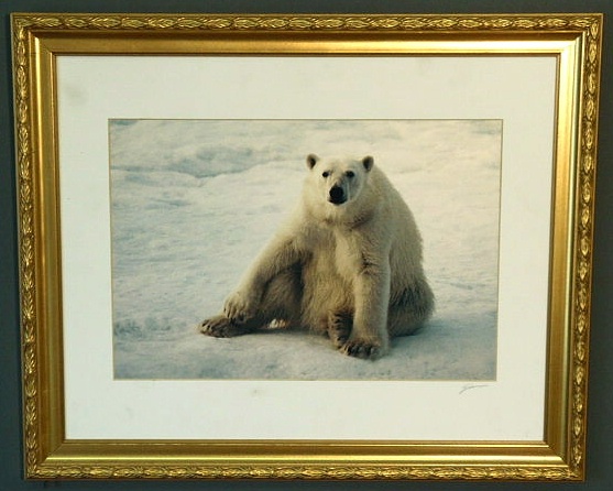 Appraisal: Framed photograph of a polar bear by Joel Simon Menio