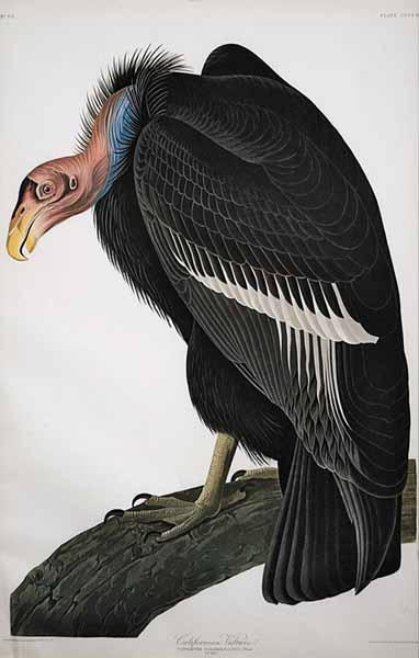 Appraisal: After John James Audubon American - California Vulture probably Amsterdam