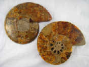 Appraisal: A fossil ammonite pair cut and polished on all faces