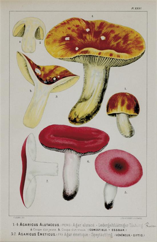 Appraisal: F Leuba after German late th century FOUR WORKS MUSHROOMScolor