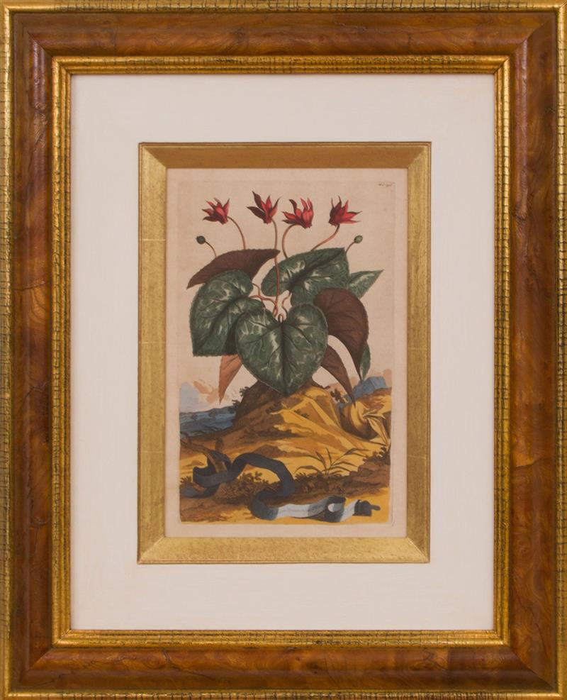 Appraisal: CONTINENTAL SCHOOL TWO BOTANICALS Two engravings with hand-coloring on laid