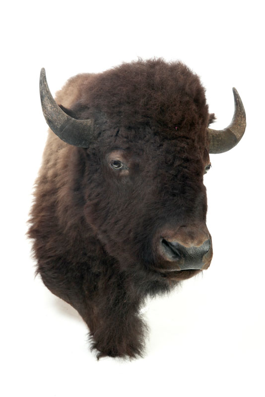 Appraisal: AMERICAN BISON TAXIDERMY HEAD MOUNT ''h