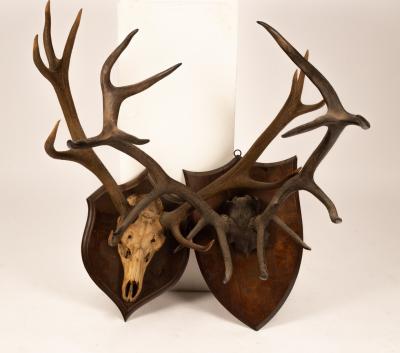 Appraisal: Two sets of red deer antlers mounted on shields Provenance