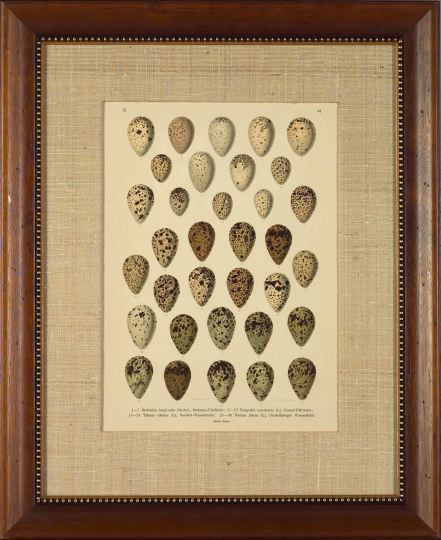 Appraisal: German School th Century Egg Specimens pair of chromolithographs sight