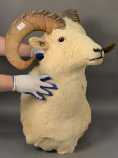 Appraisal: White mountain goat ram's head mount White mountain goat ram's