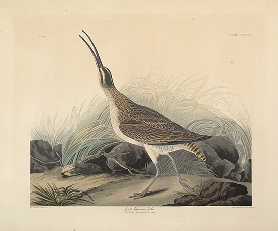 Appraisal: BIRDS Audubon John James Great Esquimaux Curler Plate CCXXXVII Hand-colored