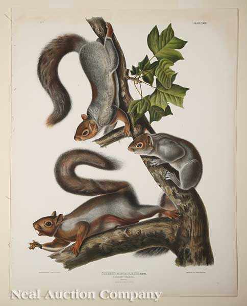 Appraisal: John James Audubon American - Downy Squirrel and Migratory Squirrel